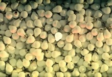 eine leuchtende Glühbirne in Massen an Glühbirnen